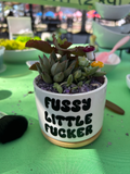 Fussy Little Fucker Pot