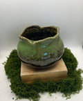 Solid Wide Mouth Pot Green (fits 3 succulents or one 4 inch plant)