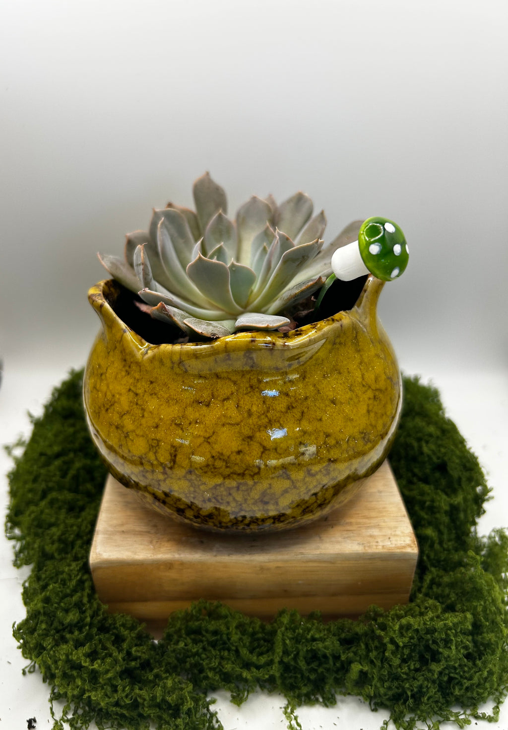 Solid Wide Mouth Pot Yellow (fits 3 succulents or one 4 inch pot)