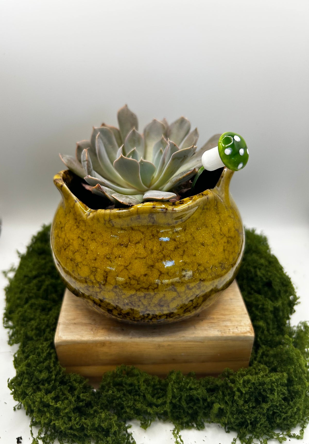 Solid Wide Mouth Pot Yellow (fits 3 succulents or one 4 inch pot)