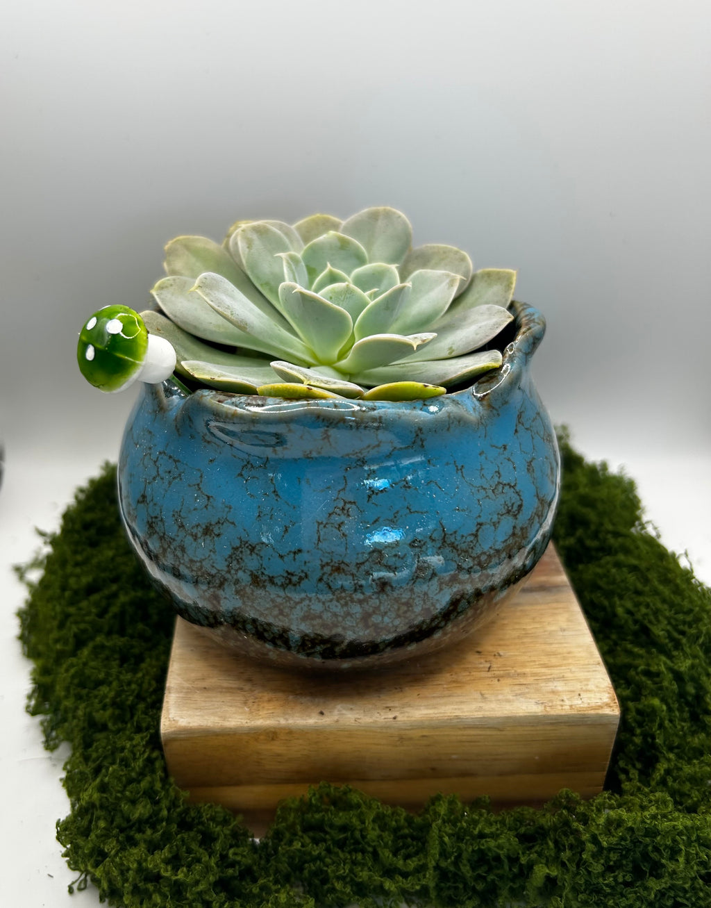 Solid Wide Mouth Pot Blue (fits 3 small succulents or one 4 inch plant)