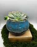 Solid Wide Mouth Pot Blue (fits 3 small succulents or one 4 inch plant)