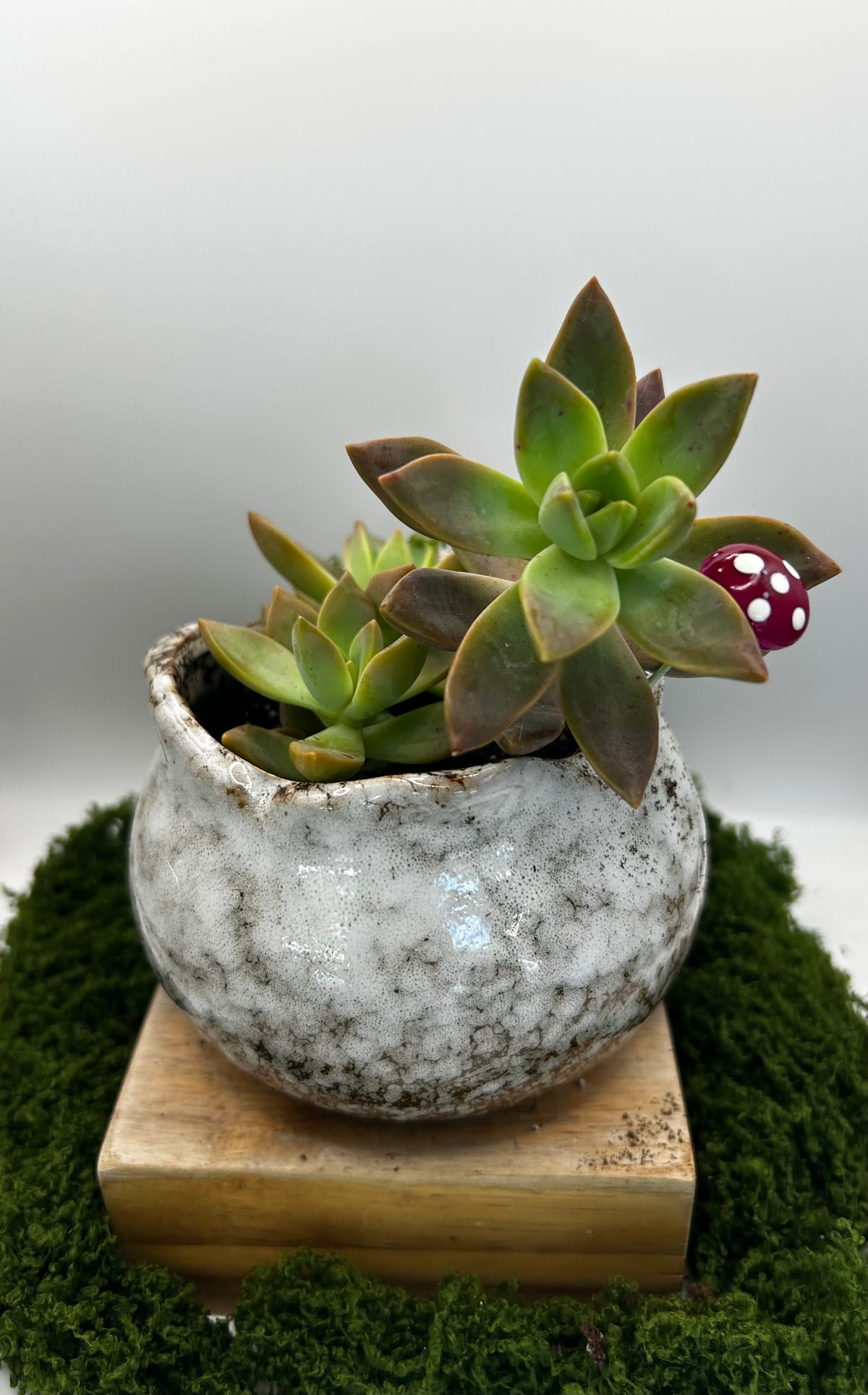 Solid Wide Mouth Pot White (fits 3 small succulents or one 4 inch plant)