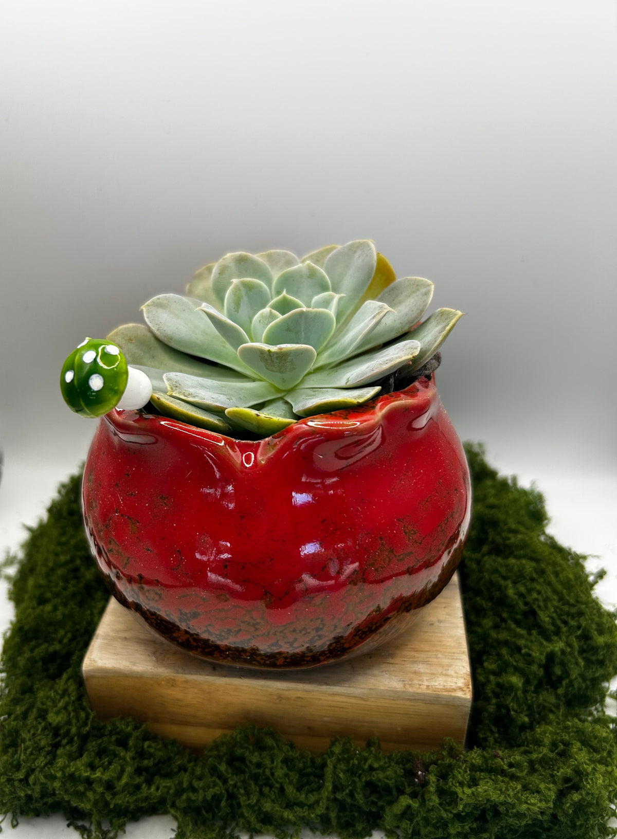 Solid Wide Mouth Pot Red (fits 3 succulents or one 4 inch pot)